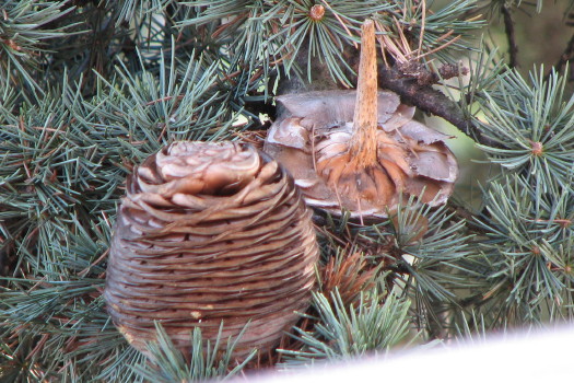 Cedrus atlantica